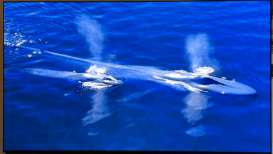 31 Best Early Labor Day Sales on WIRED-Tested Gear (2025)