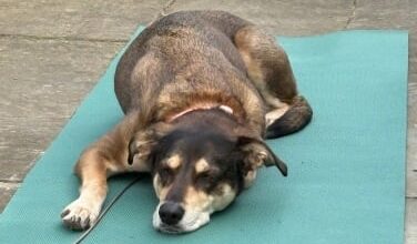 Google upgrades Gemini image editing with ‘nano banana’ model Google upgrades Gemini image editing with ‘nano banana’ model