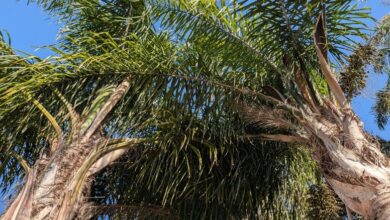 Android Users Finally Have Their iPhone Android Users Finally Have Their iPhone