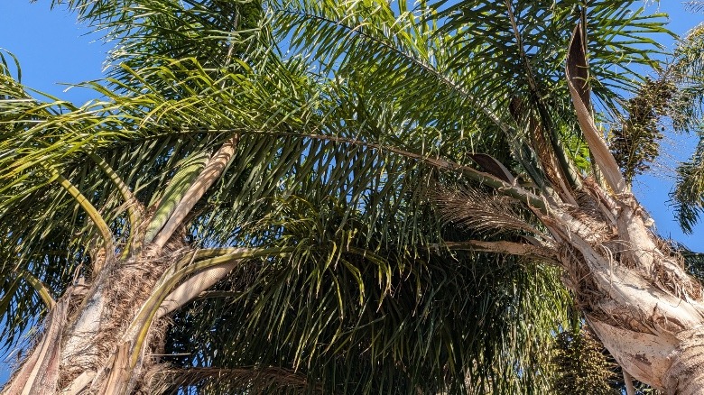 Android Users Finally Have Their iPhone Android Users Finally Have Their iPhone